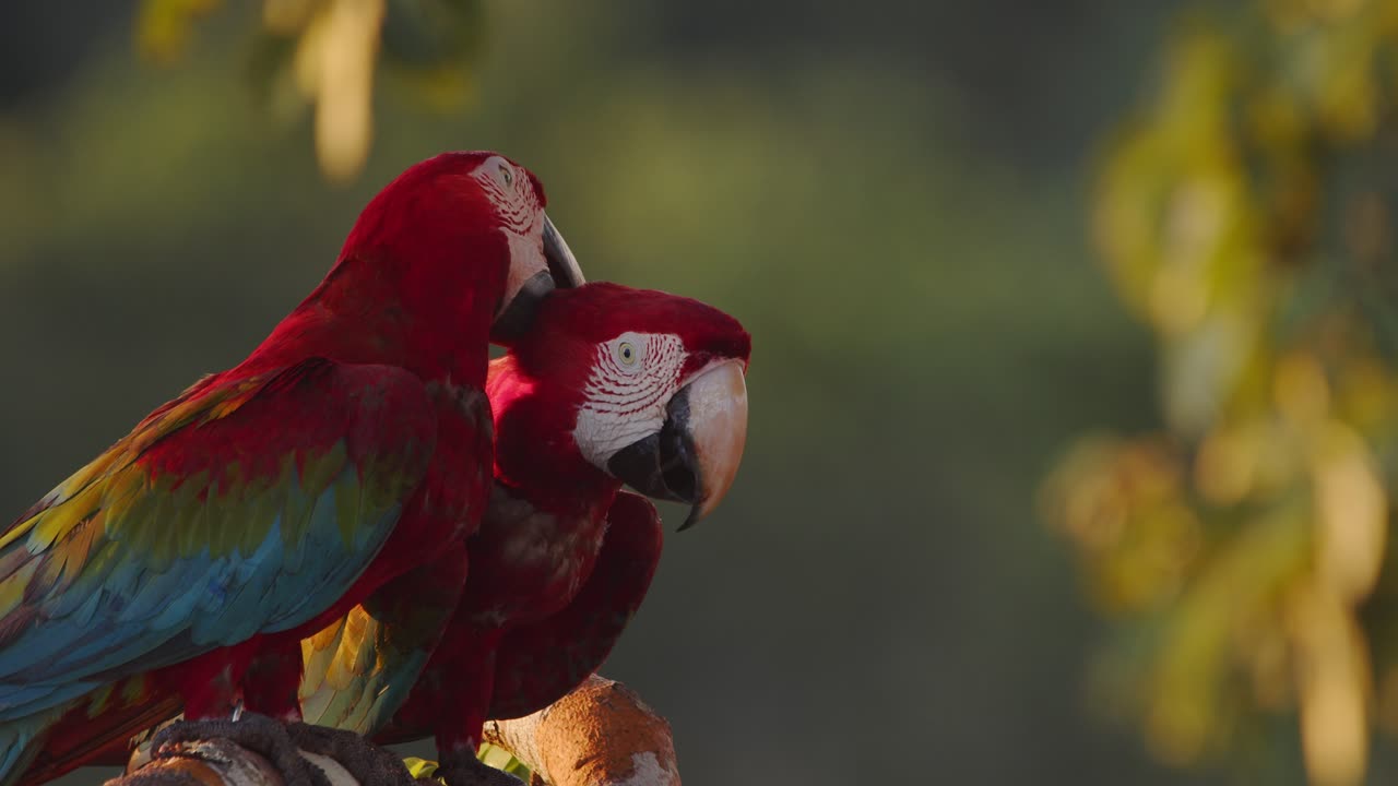 Due Ara ali verdi condividono tenere cure reciproche di corteggiamento su un posatoio nel profondo della giungla peruviana.