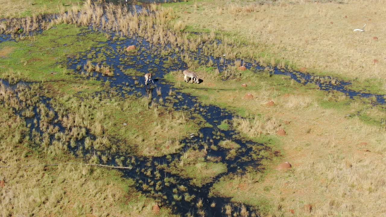 드론 항공기, 두 마리의 제브라가 아프리카의 야생에서 자연스러운  ⁇ 에서 물을 마시고 먹고 있습니다.