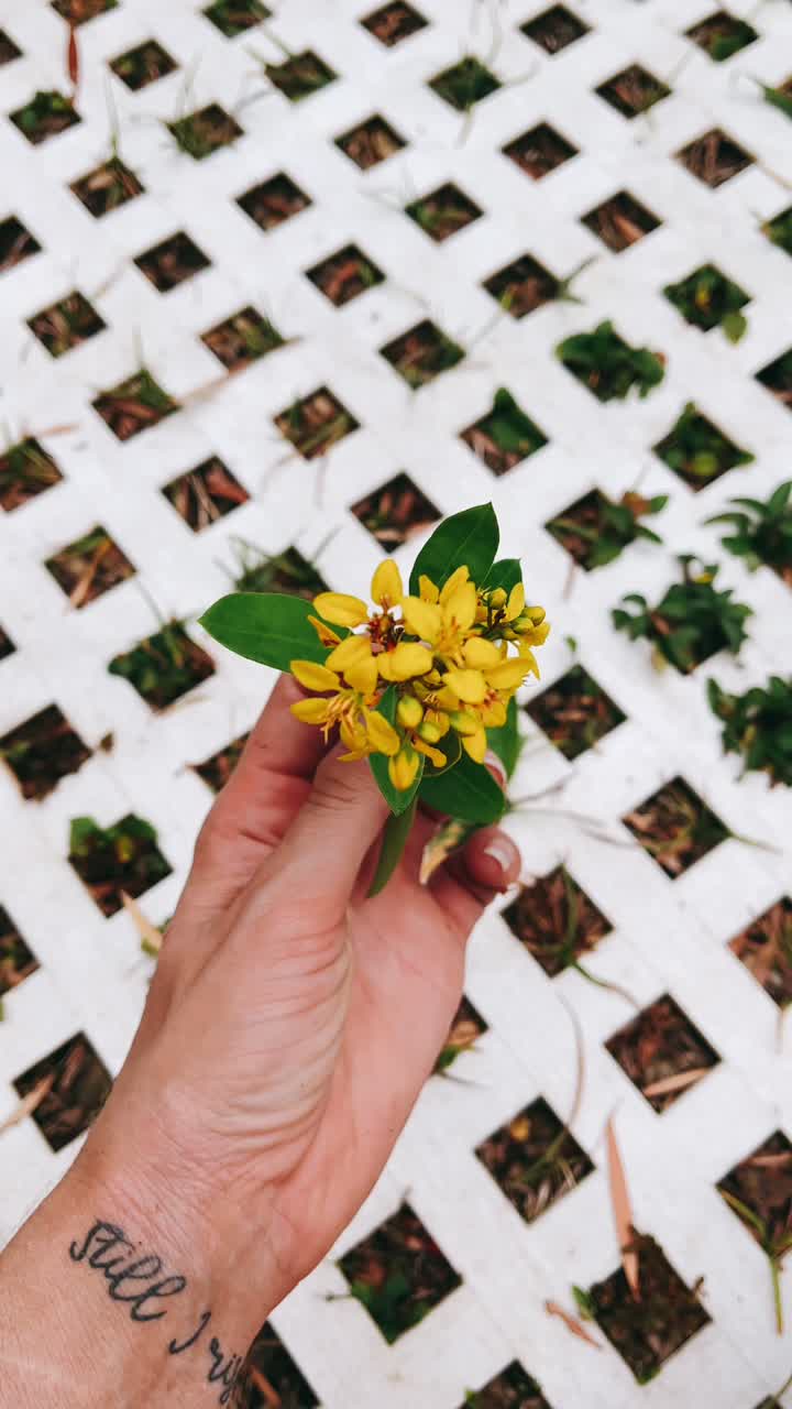 Hand holding small yellow flowers against a white lattice background