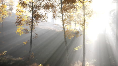 Bosque-Brillante-Temprano-En-La-Mañana-En-Las-Montañas