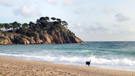 Picturesque-island-and-dog-running-sandy-beach-under-cloudy-sky