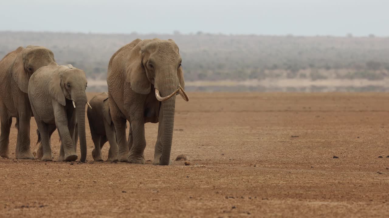 케냐 암보셀리에서 물을 찾아 먼지투성이 땅 위로 가까이 걸어가는 코끼리 가족