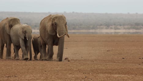 a family group of elephants walking closer over dusty earth in search of water in amboseli, kenya