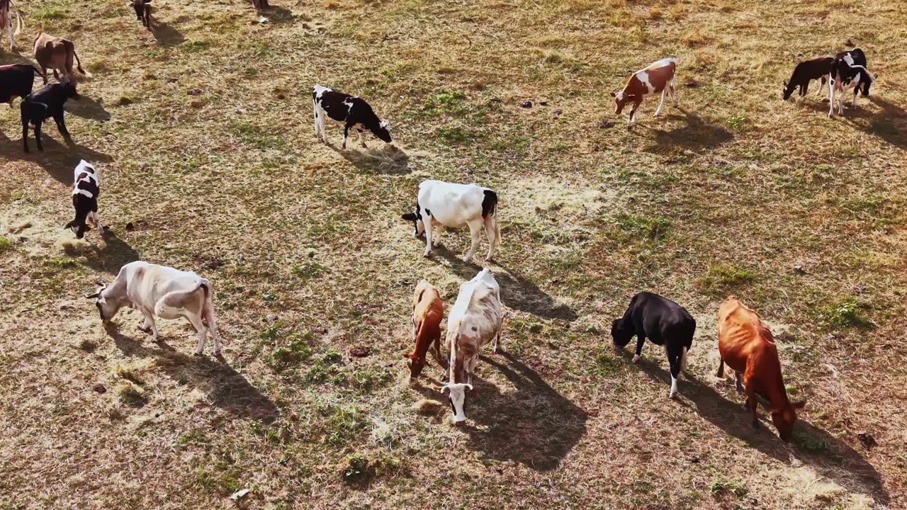 Mucche al pascolo in campo aperto di giorno in una zona rurale
