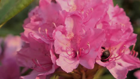 Bumblebee-hovering-in-pink-flower,-bee-pollinating-in-garden,-closeup