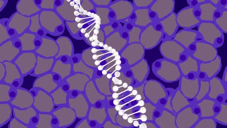 Animation-Von-DNA-über-Violetten-Zellen-Auf-Marineblauem-Hintergrund