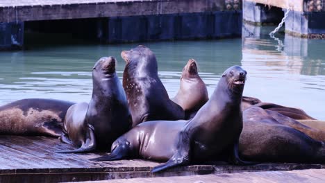 a lively group of adorable sea lions lounging on a dock showcasing playful interactions in a a lively group of adorable sea lions lounging on a dock showcasing playful interactions in a tranquil setting