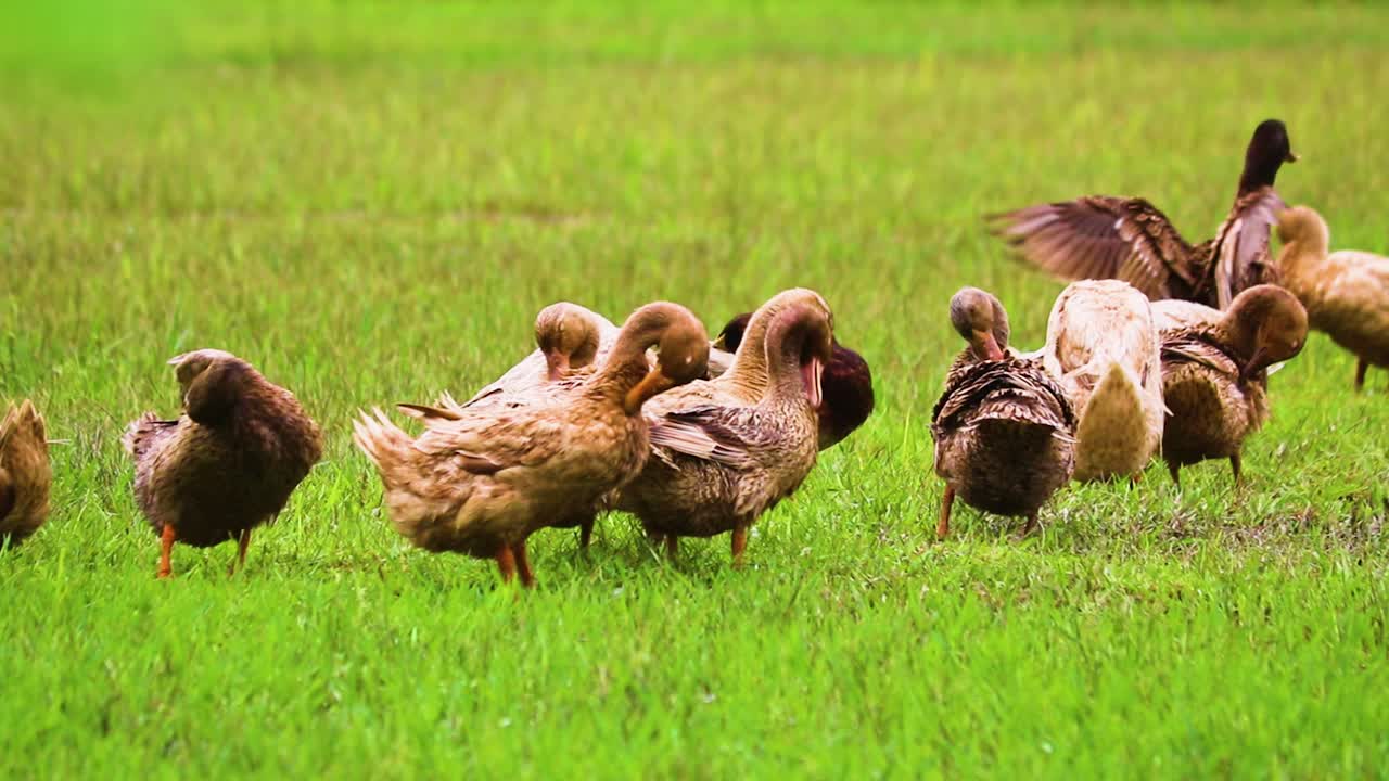 Feathered bliss: rouen clair ducks preening in synchrony amidst Bangladesh's grass fields