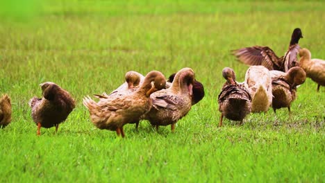 bienaventuranza emplumada: patos rouen clair que se arreglan en sincronía en medio de los campos de hierba de bangladesh