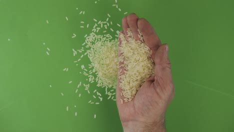 farmer in the palm holds rice grains. pile of grains from a hand fall down on a green background. top view.