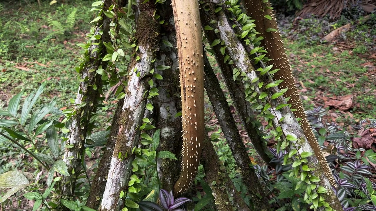 Radici intricate di alberi coperte da piante rampicanti creano un motivo sorprendente nella foresta pluviale amazzonica. Ideale per documentari naturalistici o contenuti educativi