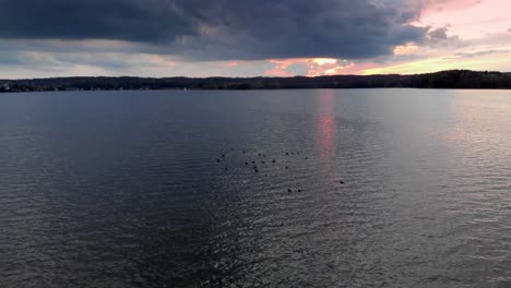 The-flock-of-seabirds-swimming-by-the-ocean's-surface-on-sunrise-in-Charzykowy,-Poland---Wide-shot