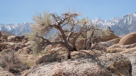 Close up of small, gnarled desert tree blowing in wind