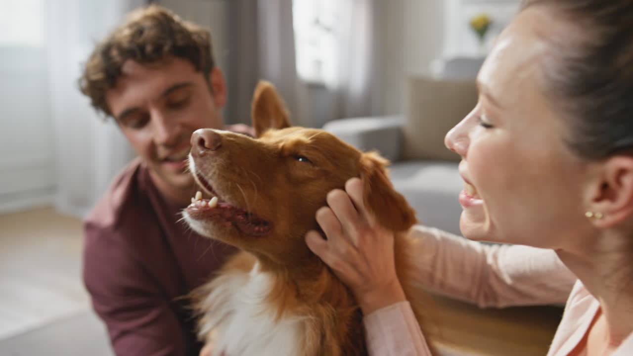 Cute pet enjoy stroking by happy smiling couple at cozy living room close up.