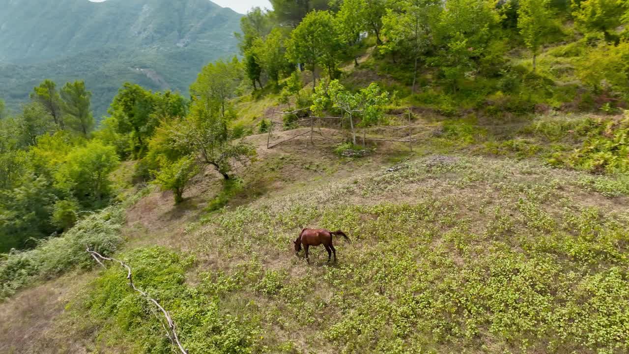 alimentación de caballos en una meseta en la ladera de una montaña con vistas a un bosque