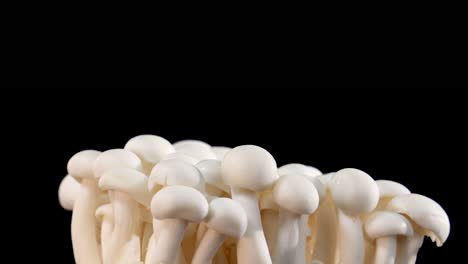 a dense cluster of white shimeji mushrooms slowly rotates against a seamless black background, illuminated with soft, even lighting and ample copy space