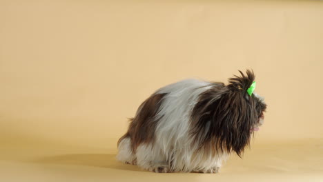 Happy-little-Shih-Tzu-toy-dog-with-green-bow-seated-on-bege-backdrop---Wide-medium-shot