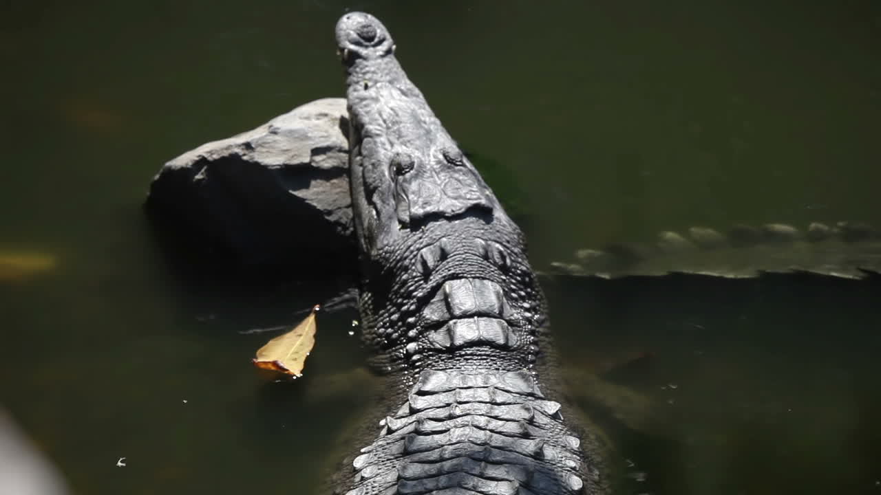 cocodrilos 04