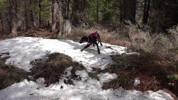 Excited Black Great Dane puppy plays in the snow with a case of the Zoomies
