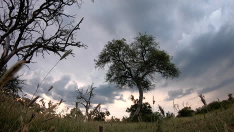 breath-taking sunset timelapse of clouds moving over the bushveld savannah african landscape