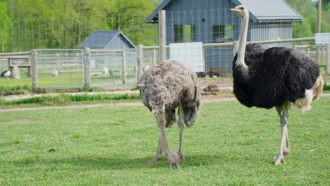 pair of ostriches walking in a grassy outdoor enclosure at a farm
