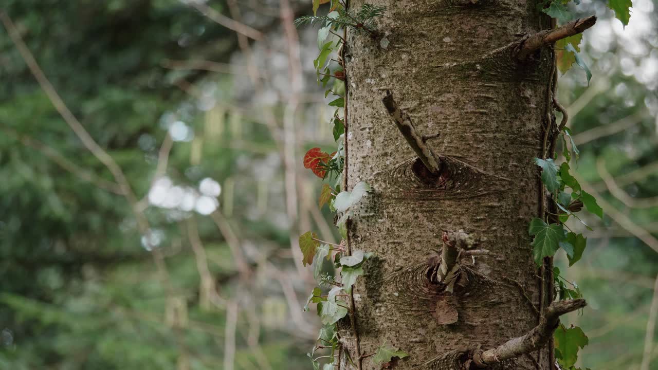 Detail shot of a tree trunk in a forest in switzerland-4