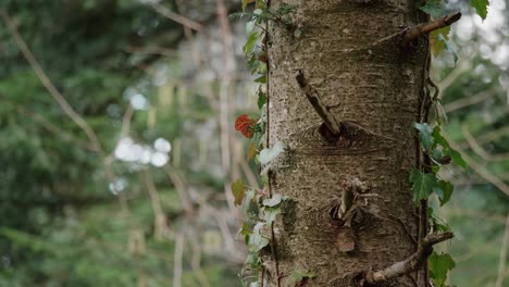 toma detallada de un tronco de árbol en un bosque en suiza-4