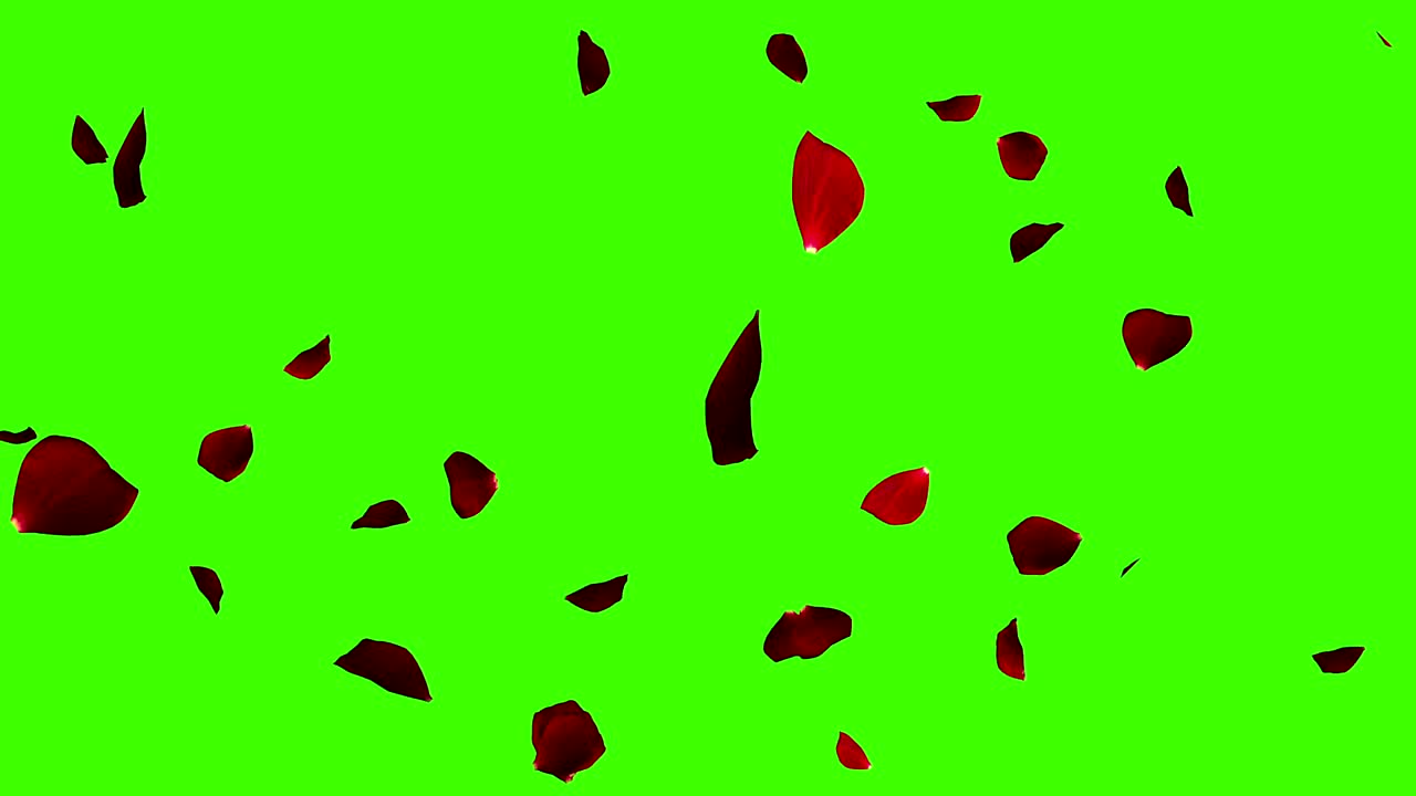 은 장미 꽃잎이 크로마 키, 녹색 스크린 배경, 사랑과 발렌타인 데이에 날아갑니다.