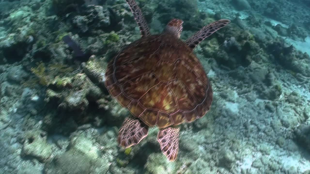 A turtle swims underwater