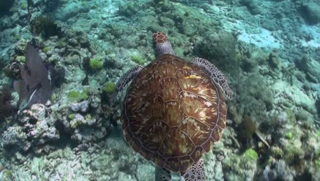 una tortuga nada bajo el agua