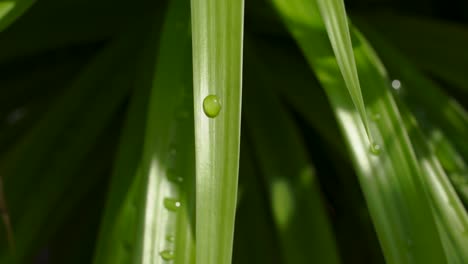 Wassertropfen-Auf-Einem-Grünen-Blatt,-Das-Im-Wind-Sägt