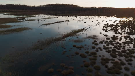 Un-Dron-Captura-Un-Lago-Cubierto-De-Maleza-Durante-La-Hora-Dorada-De-La-Madrugada-Del-Otoño.