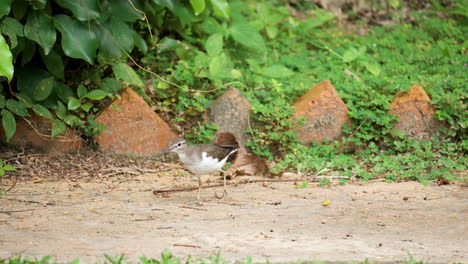 common sandpiper wader bird eating insect and shakes body foraging in a garden