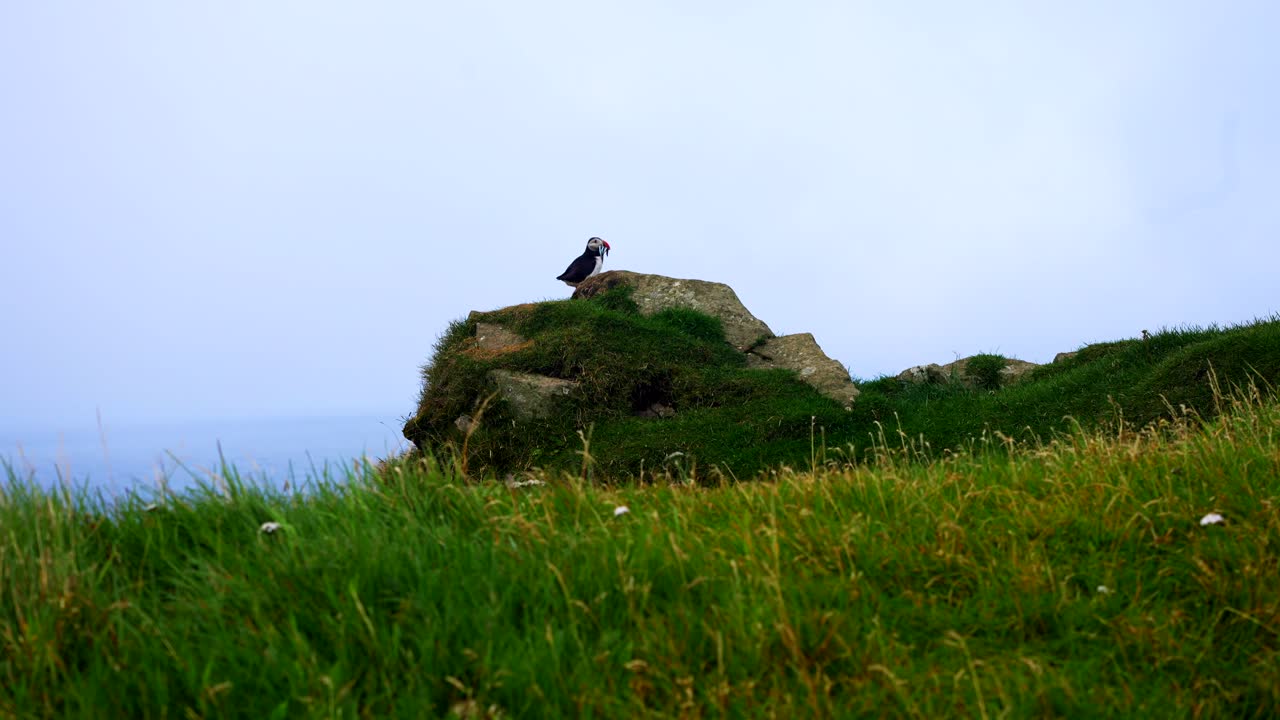 바위 위 에 있는 파핀 의 정적 인 느린 움직임  ⁇