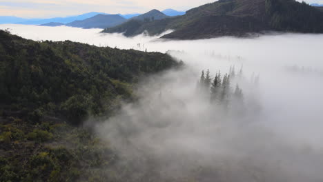 mountain cloud forests in chile