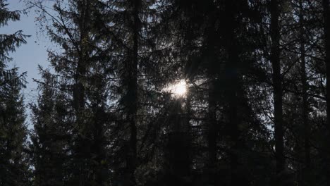 Sun-pierces-through-the-crowns-of-tall-pine-trees-in-the-depths-of-the-dark-forest,-casting-ethereal-rays-that-illuminate-the-woodland