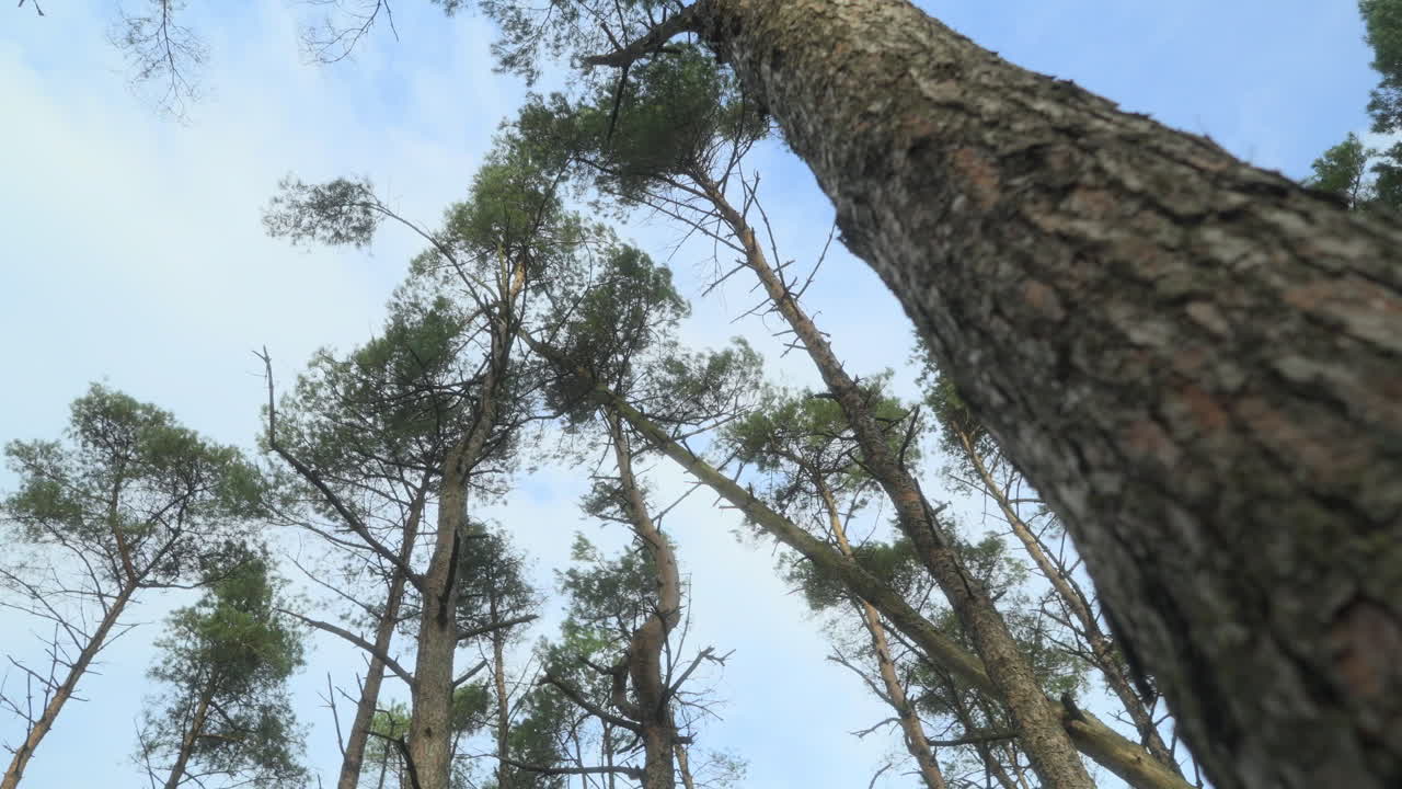 árbol de pino alto de cerca pasar con el enfoque en los pinos de fondo balanceándose en el viento