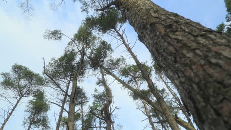 tall pine tree close up move past with focus on background pines swaying in wind