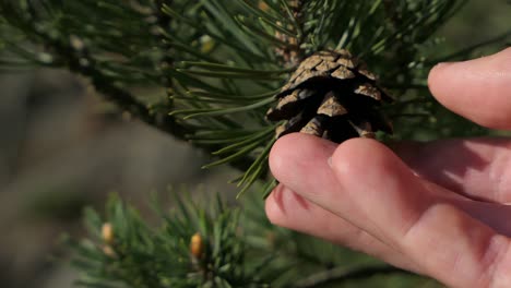 Touching-pine-cone-on-pine-tree-in-autumn