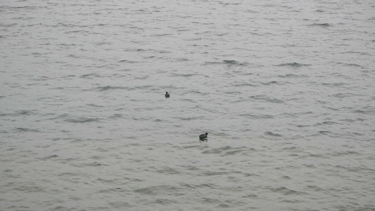 Two small ducks bobbing on small waves, Lake Chuzenji, Nikko, Tochigi, Japan.