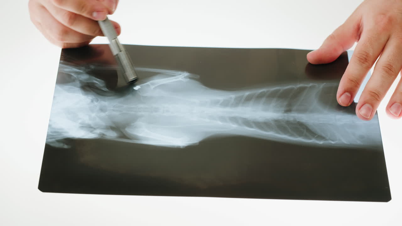 Veterinarian Examining an Animal X-ray
