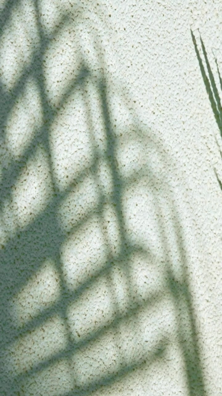 Moving Palm Leaf Shadows on a Textured White Wall