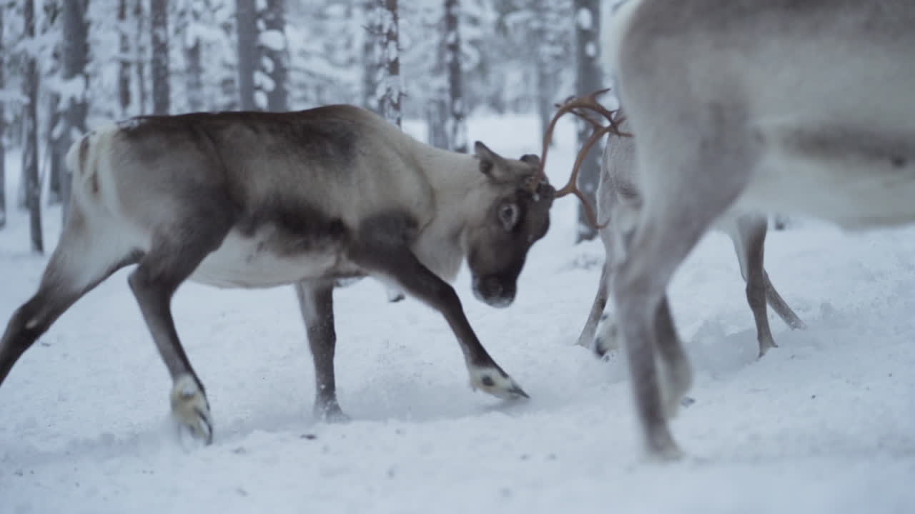 Slowmotion of two reindeer fighting with their antlers when trying to show dominance and protect their grounds