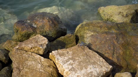 Krabbe-Springt-Zwischen-Felsen-über-Wasser