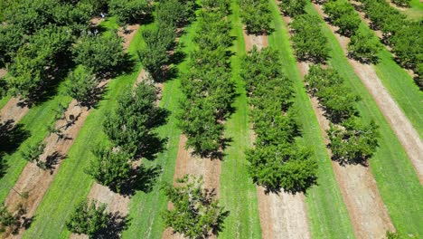 aerial establishing shot of orchard rows in public fruit cherry picking farm