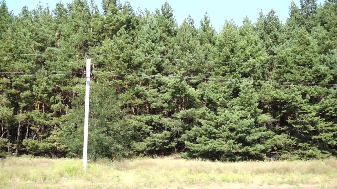 Pine wood. Shooting in the movement