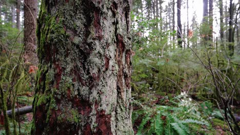 Noroeste-Pacífico,-Parque-Regional-Del-Espíritu-Del-Pacífico-En-Vancouver,-Columbia-Británica-Clip-De-Hermosos-árboles-Forestales