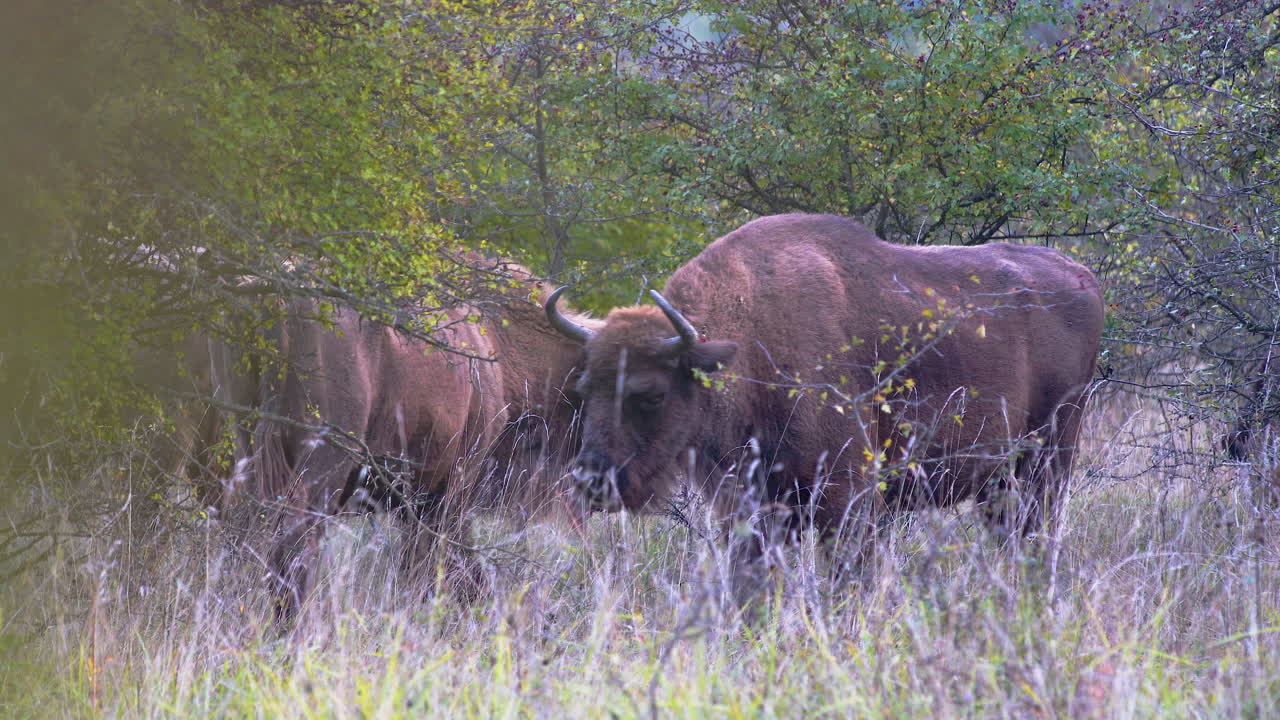 grupo de bisontes europeos en busca de comida en una estepa, chequia