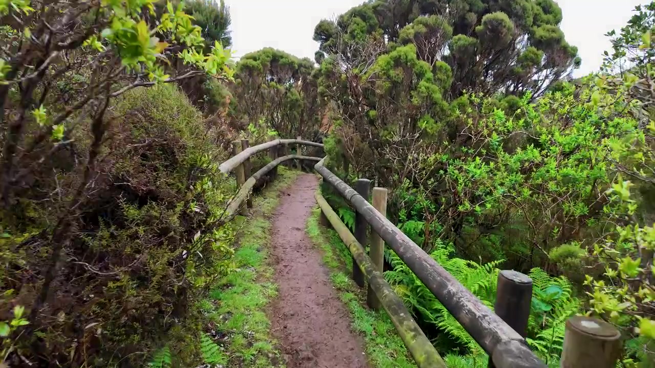 Scenic walking path surrounded by lush vegetation at Furnas do Enxofre on Terceira Island in the Azores Portugal