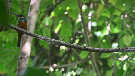 rufous-tailed jacamar  perched on a branch looking around